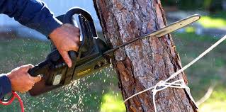 Best Tree Preservation Services  in Lakeway, TX