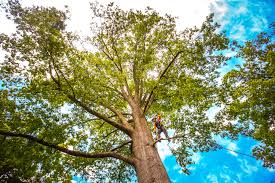 Best Tree Mulching  in Lakeway, TX