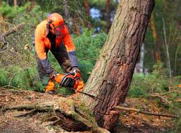 Reliable Lakeway, TX Tree Care Solutions