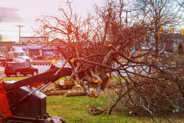 How Our Tree Care Process Works  in  Lakeway, TX