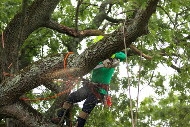 Best Tree Removal  in Lakeway, TX