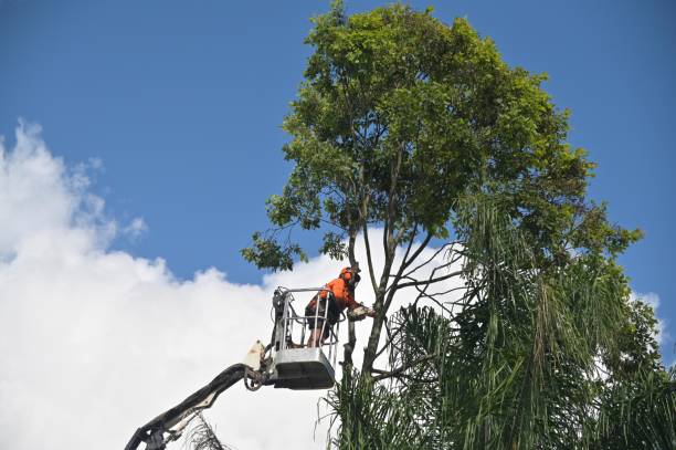 Best Weed Control  in Lakeway, TX