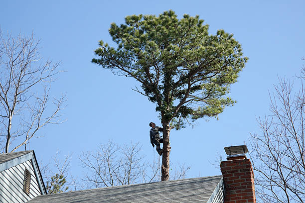 Best Tree Trimming and Pruning  in Lakeway, TX